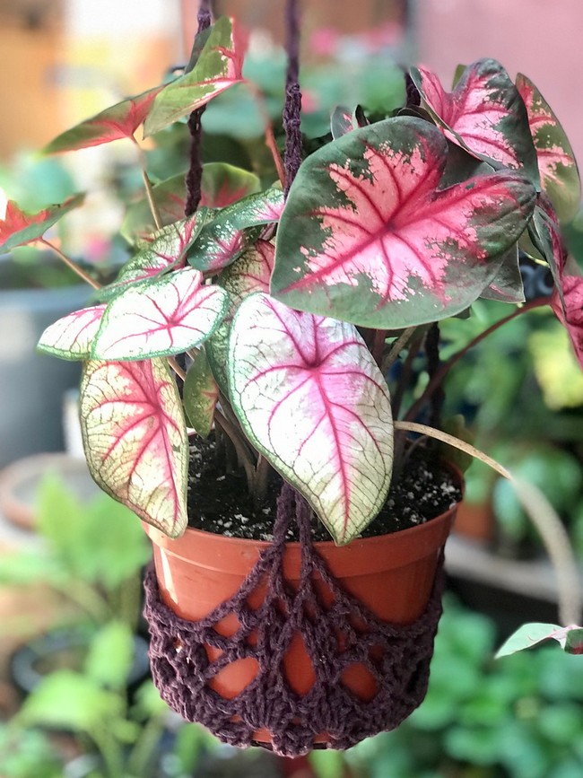 Charlotte's Web Plant Hanger