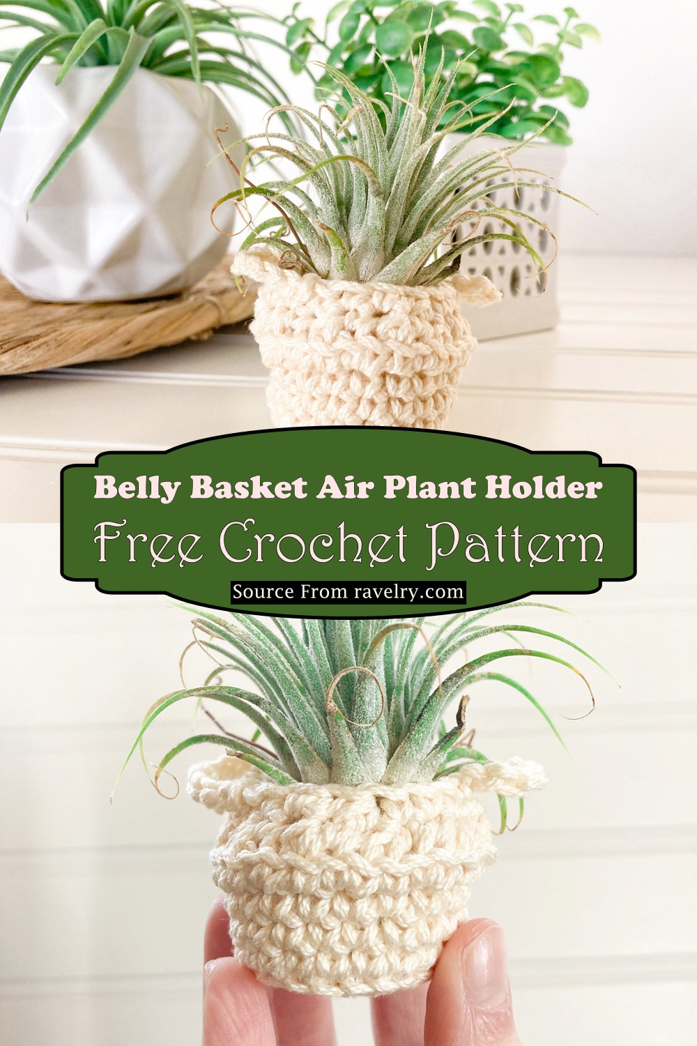 Belly Basket Air Plant Holder