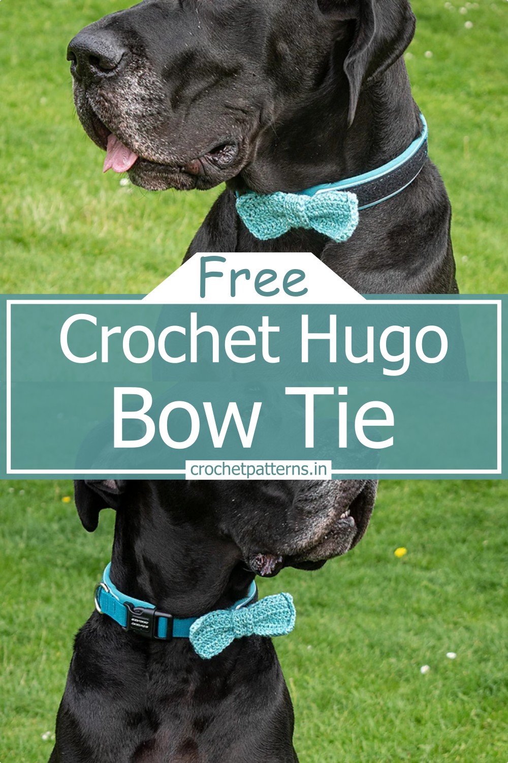 Hugo Bow Tie